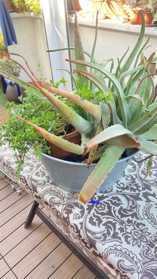Centro de plantas Aloe Vera y suculenta aptenia