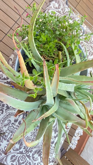 Centro de plantas Aloe Vera y suculenta aptenia