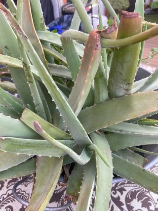 Centro de plantas Aloe Vera y suculenta aptenia