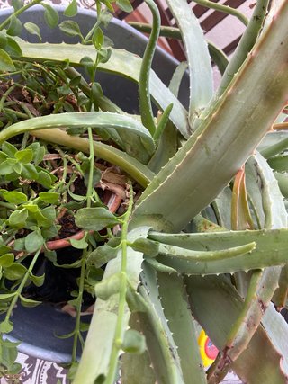 Centro de plantas Aloe Vera y suculenta aptenia