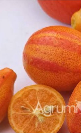 Orangequat Variegato