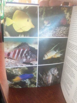 El acuario de agua de mar