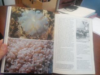 El acuario de agua de mar