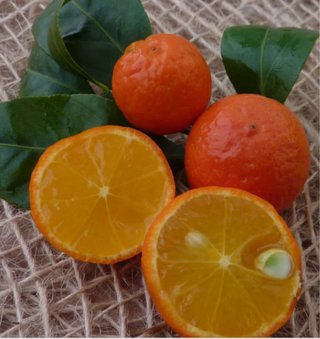 Chinotto ( Citrus Myrtifolia )