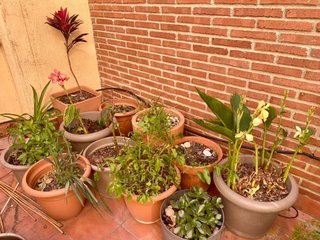 Plantas y macetas variadas. Liquidación