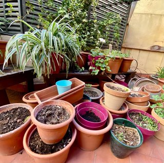 Plantas y macetas variadas. Liquidación