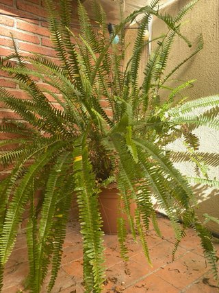 Plantas y macetas variadas. Liquidación