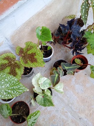 Lote 10 begonia