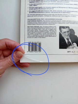 Il Bolognese e il Bichon à Poil Frisé