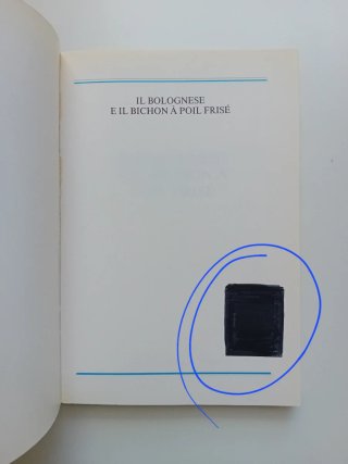 Il Bolognese e il Bichon à Poil Frisé