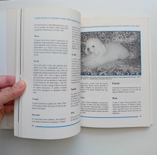 Il Bolognese e il Bichon à Poil Frisé