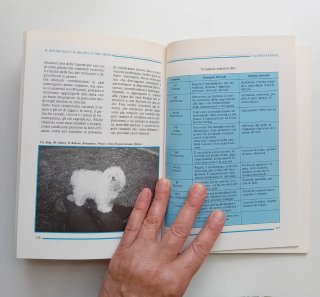 Il Bolognese e il Bichon à Poil Frisé
