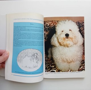 Il Bolognese e il Bichon à Poil Frisé