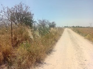 Parcela rustica en Utrera