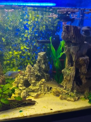 Acuario leer bien