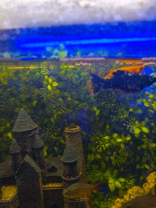 Acuario leer bien