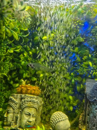 Acuario leer bien