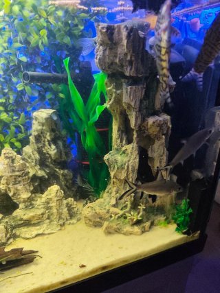 Acuario leer bien