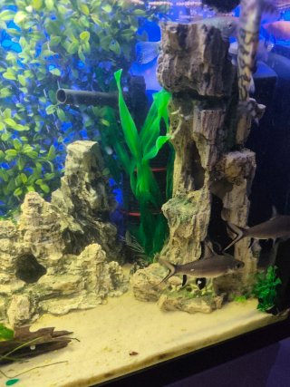 Acuario leer bien