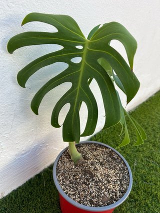 Monstera Brazilian Form
