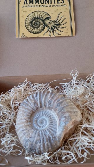 Fósil Ammonites 10 cm Caja Regalo