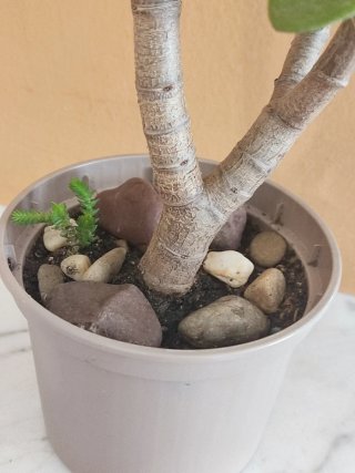 Árbol de Jade Doble Tronco Estilo Bonsái - 18 cm.