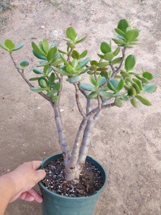 Arbol de Jade
