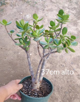 Arbol de Jade