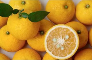 Yuzu ( Citrus Junos )
