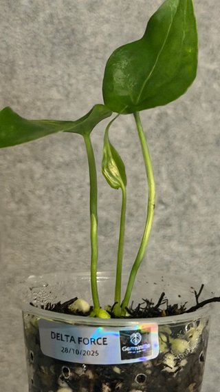 Anthurium Delta Force