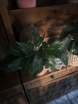 Planta de interior verde