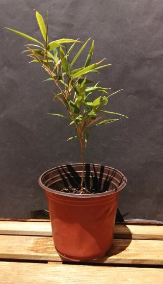Bambú natural zen