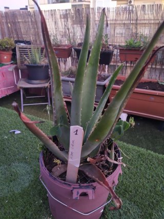 Aloe Vera en Maceta