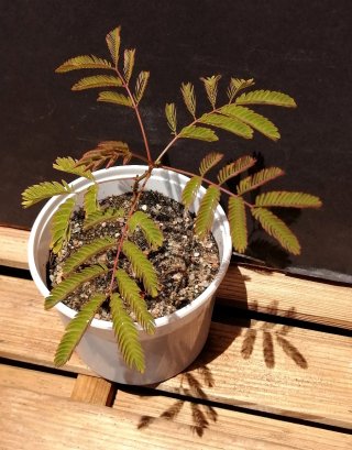 Acacia de Constantinopla