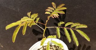 Acacia de Constantinopla