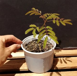 Acacia de Constantinopla