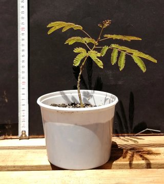Acacia de Constantinopla