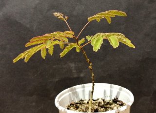 Acacia de Constantinopla