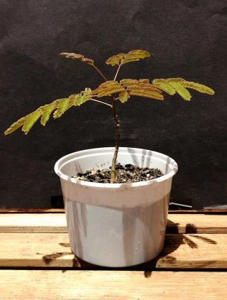 Acacia de Constantinopla