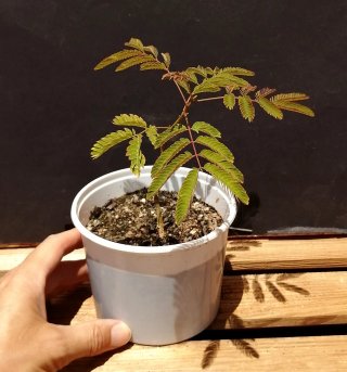 Acacia de Constantinopla