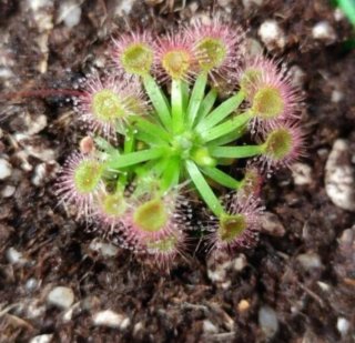 Drosera Pulchera x omissa Planta Carnívora