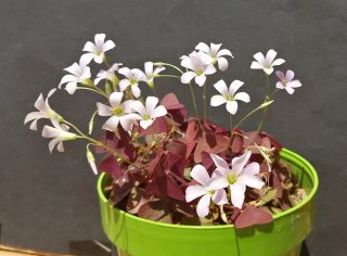 Tréboles Rojos con flores