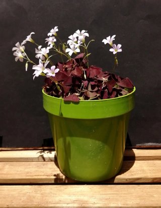 Tréboles Rojos con flores