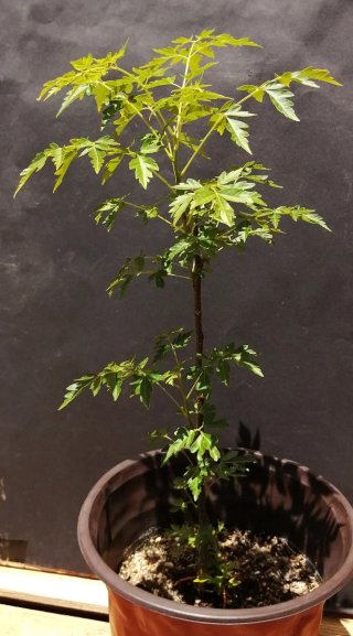 Jabonero de la China