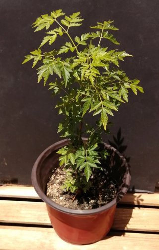 Jabonero de la China