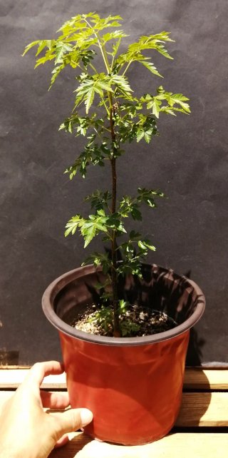 Jabonero de la China