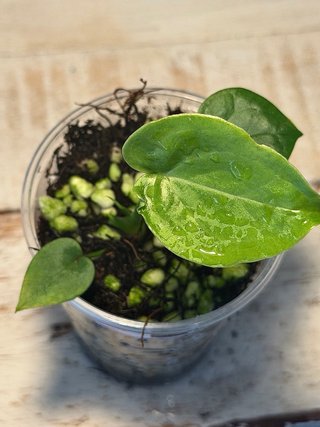 Anthurium Delta Force