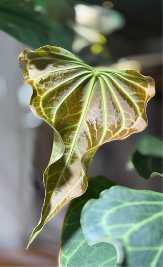Anthurium Delta Force