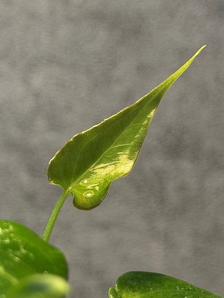 Anthurium Delta Force
