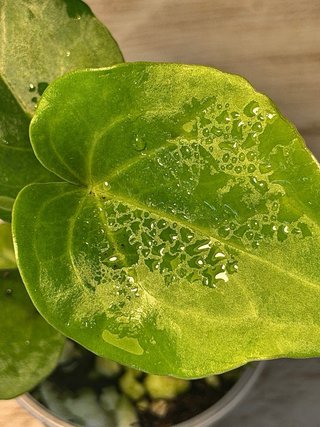 Anthurium Delta Force